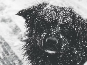 В Амурскую область из Бурятии везут собак которых там планировали умерщвлять 