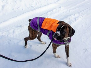 Кинулась на дорогу с маленькой собачкой в комбинезончике благовещенцы стали свидетелями жуткой картины на центральном перекрестке