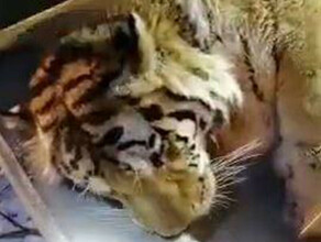 С просьбой касающейся тигров к амурчанам обратились охотоведы