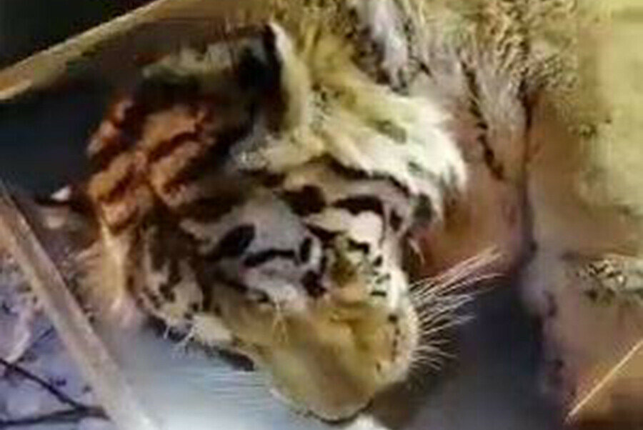 С просьбой касающейся тигров к амурчанам обратились охотоведы