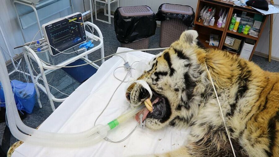 У тигра который таскал собак в Приморье обнаружено застарелое ранение