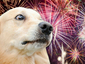 Что станет стрессом для собак в новогодние дни рассказали в амурском ветуправлении