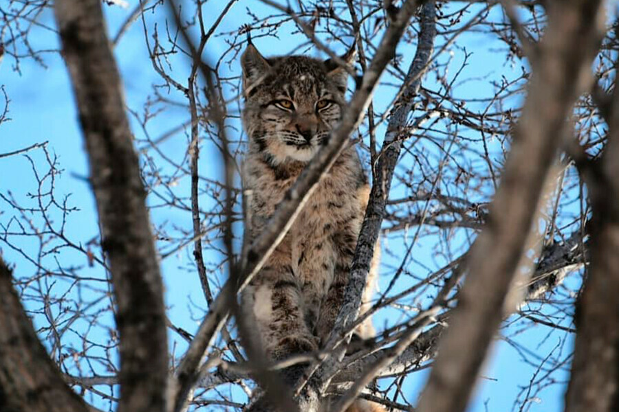 В Свободный снова зашла рысь хищник затаился на дереве фото