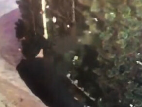 В парке Дружбы Благовещенска от рук вандалов в новогоднюю ночь пострадала елка видео