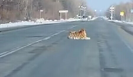 В Приморье заметили спокойного тигра лежащего посреди трассы видео