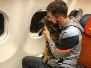 Умер кот Виктор которого изза большого веса не пустили в самолет Аэрофлота