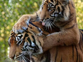 Тигр на дороге с котятами у добычи тигр и собаки что делать при встрече с полосатым хищником