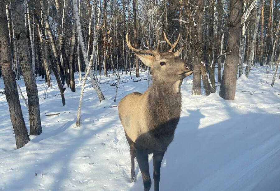 Охотиться на косулю в Амурской области снова запретили