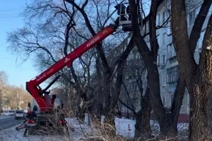 В Благовещенске обрежут ветки деревьев закрывающие обзор на дорогах 