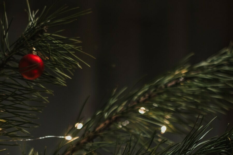 Куда и как выбросить новогоднюю ёлку объяснили благовещенцам 