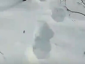 Жертвой огромного медведяшатуна стала домашняя собака видео