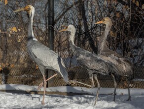 Амурчан просят помочь прокормить птиц Муравьевского парка