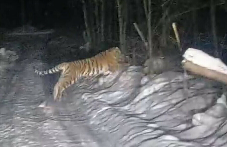Очередной тигр в очередном селе перетаскал собак и держит в страхе людей 