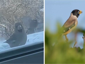 В Свободном на городском подоконнике заметили редкую краснокнижную птицу  символ верности видео