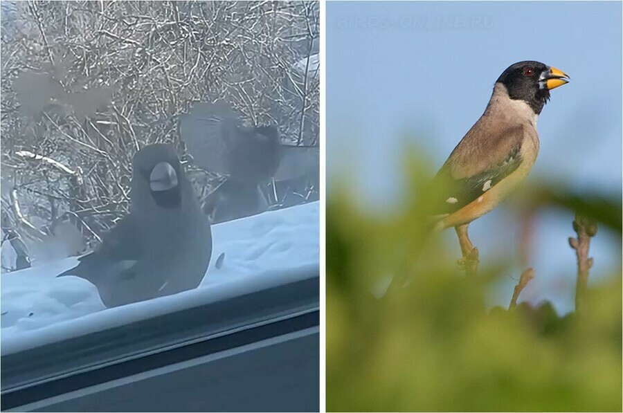 В Свободном на городском подоконнике заметили редкую краснокнижную птицу  символ верности видео