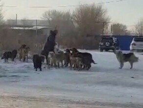 Есть люди которым на всех плевать агрессивные благовещенцы не дали отловить бездомных собак видео