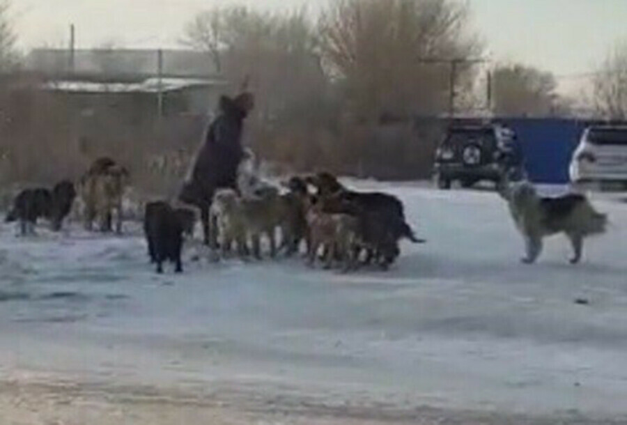 В Благовещенске хозяевам собак которые гуляют сами по себе начали выписывать штрафы