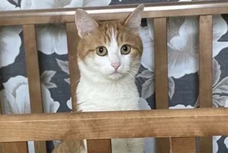РИА Новости против проводницы выбросившей кота Твикса на мороз завели уголовное дело