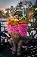 Невозмутимый кот еще больше утеплился В Благовещенске появилась новая примета
