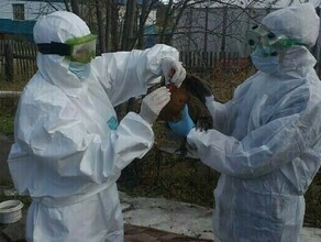 В Китае зафиксирован случай смерти человека от птичьего гриппа