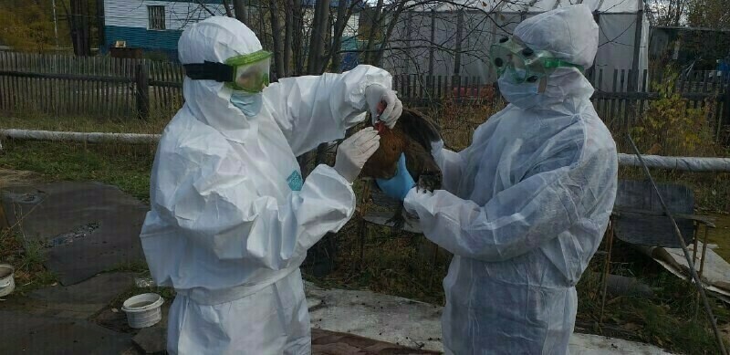 В Китае зафиксирован случай смерти человека от птичьего гриппа