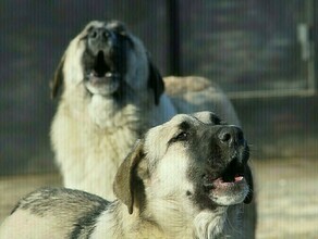 В Приамурье новый случай нападения чипированных собак Вина вновь возложена на администрацию