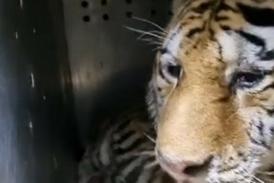 Конфликтный амурский тигр который охотился на собак оказался старым видео