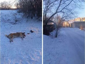 Очевидцы в Белогорске догхантеры средь бела дня расстреливают собак дротиками с ядом видео