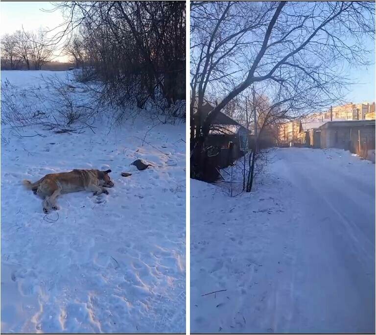 Очевидцы в Белогорске догхантеры средь бела дня расстреливают собак дротиками с ядом видео