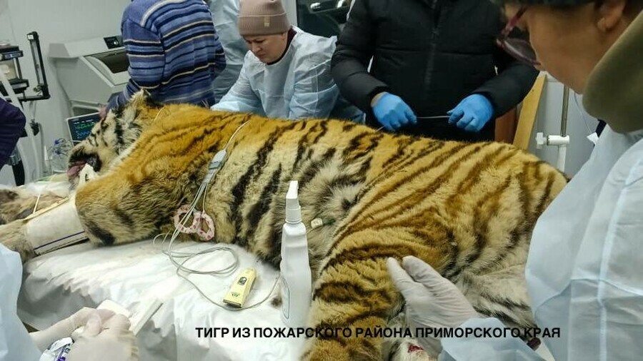 В Приморье в ночь отловили третьего тигра Ветеринары ужаснулись травмам