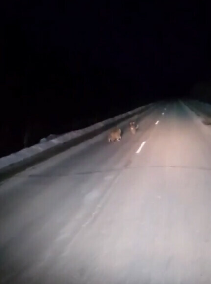 В Приморье ночью на автотрассе заметили играющих тигрят