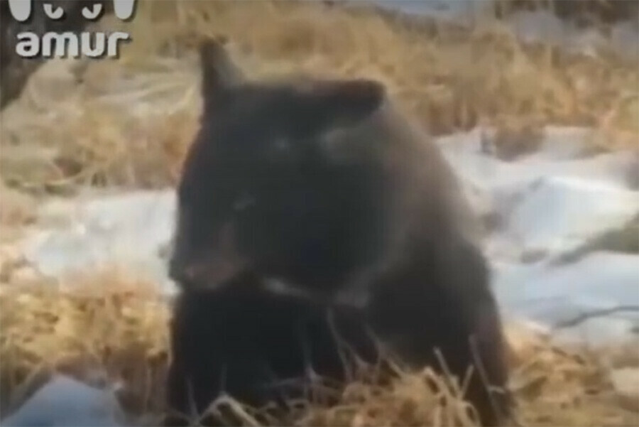 Белогрудого медвежонкасироту от голода и холода спасли в Приморье видео