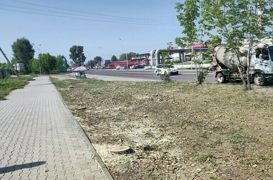 Иностранцы заплатят 3 миллиона рублей за вырубку деревьев в Благовещенске