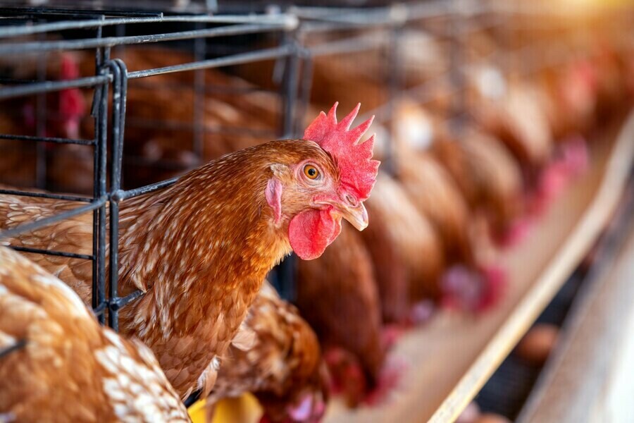 Птичий грипп обнаружили на крупнейшей птицефабрике Дальнего Востока Продукцию сняли с продажи