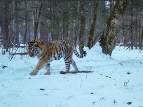 Взъерошенная тигрица попала в объектив фотоловушки в Приморье и взволновала соцсети