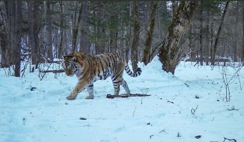 Взъерошенная тигрица попала в объектив фотоловушки в Приморье и взволновала соцсети