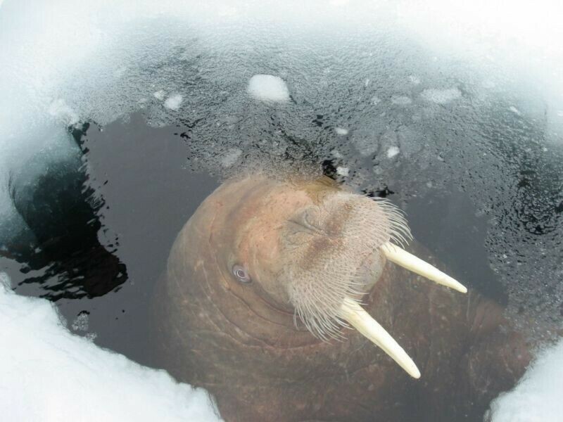 Тихоокеанского моржа занесут в Красную книгу их осталось всего тысяча