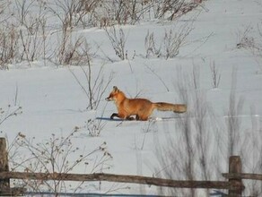 В Благовещенском округе введен карантин по бешенству