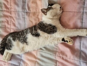 Житель Чигирей объявил вознаграждение в 10 тысяч рублей за возвращение своего пропавшего кота