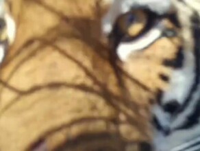 Тигрица в Приморье потребовала разрешения на видеосъемку видео
