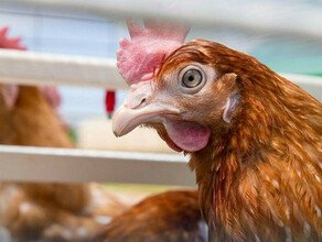Бройлерный цех дальневосточной птицефабрики где обнаружили птичий грипп оказался вне опасности