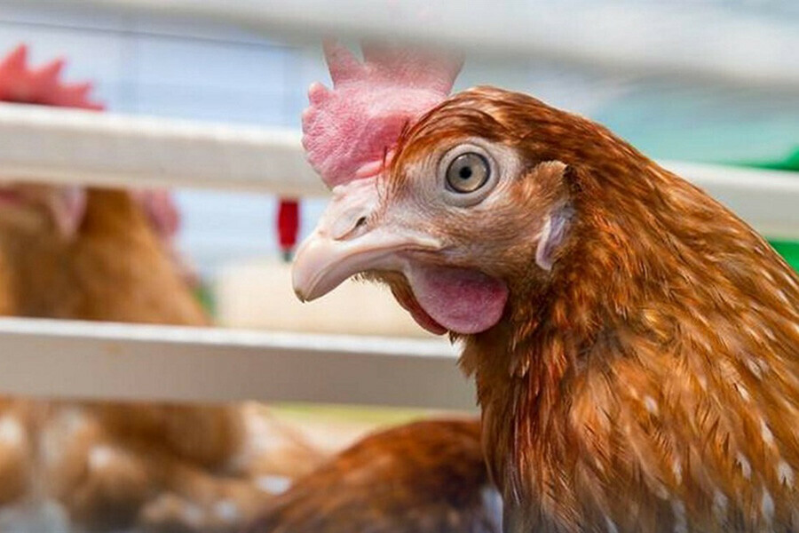 Бройлерный цех дальневосточной птицефабрики где обнаружили птичий грипп оказался вне опасности