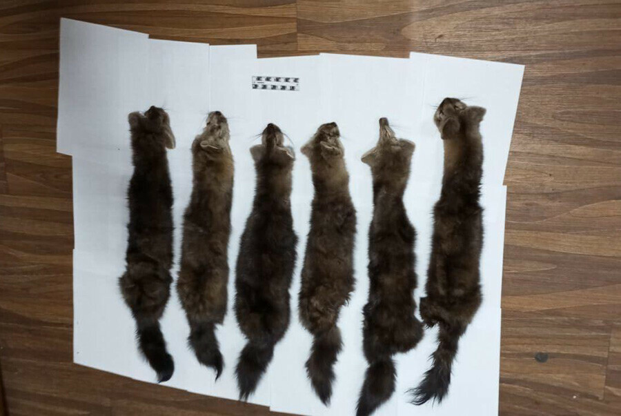 Шесть ценных зверьков убили браконьеры в заказнике Амурской области