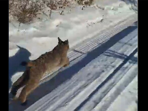 В Шимановске погуляла дикая кошка и залезла в подвал жилого дома видео