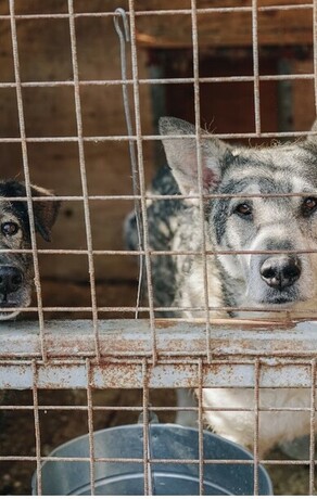 Могут пострадать случайные прохожие в Приамурье выявлены многочисленные нарушения в работе приюта для животных