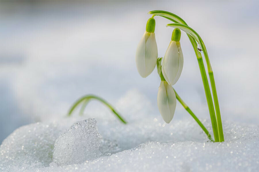 Каким будет первый день весны в Амурской области прогноз погоды на 1 марта