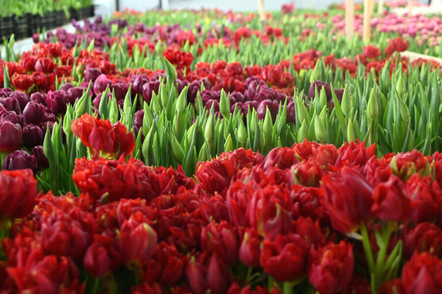 Наша Голландия в новой теплице Свободного вырастили плантации великолепных цветов фото