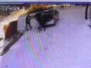 Откуда берутся бездомные собаки на улицах показали в управлении ветеринарии Приамурья видео