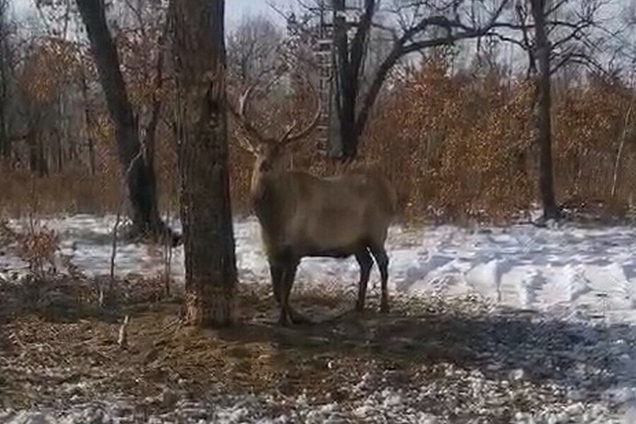 Благородного оленя застрявшего в браконьерской петле нашли на особо охраняемой территории Приамурья видео 