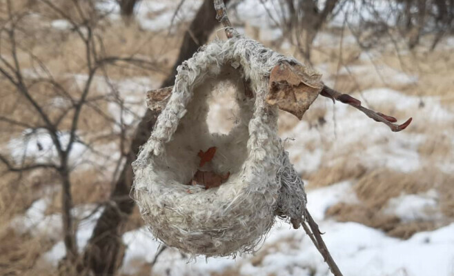 Амурский биолог обнаружил необычную птицу фото